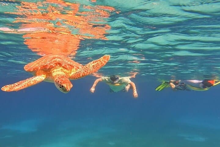 Private Aruba Snorkel with Turtles: Small-Group Marine Encounter photo 3