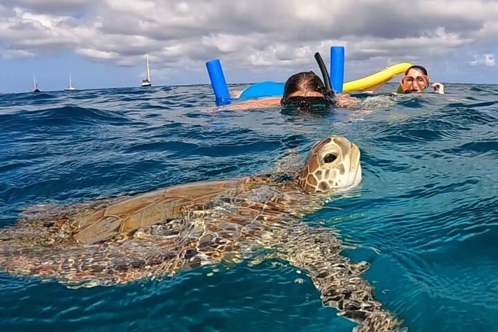 Private Aruba Snorkel with Turtles: Small-Group Marine Encounter