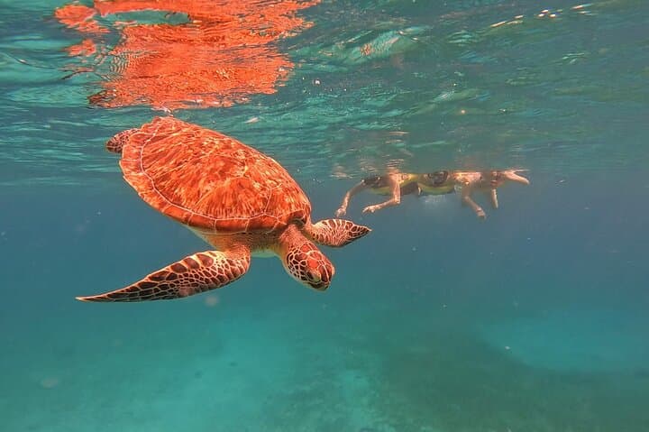 Private Aruba Snorkel with Turtles: Small-Group Marine Encounter photo 5