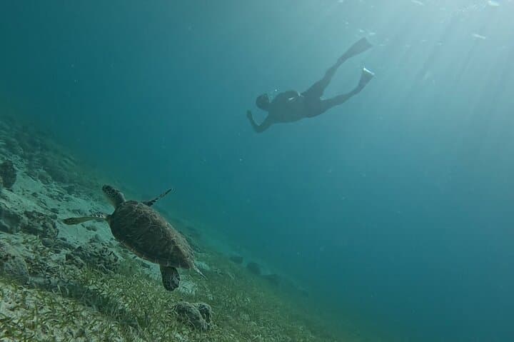 Private Aruba Snorkel with Turtles: Small-Group Marine Encounter photo 6