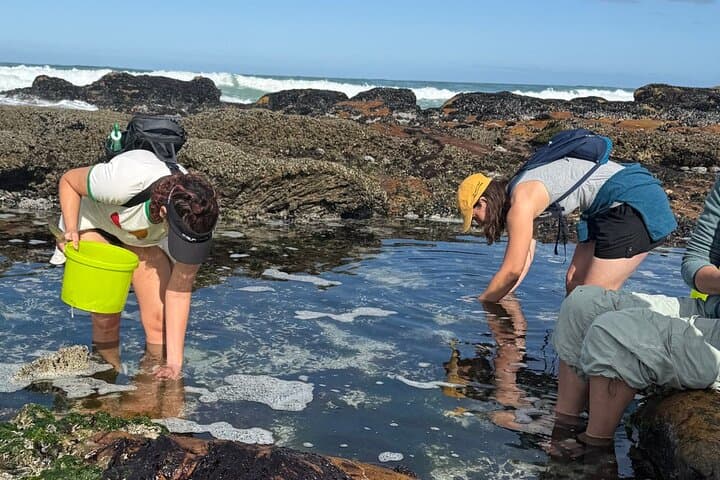 Scarborough Coastal Foraging: Wild Seaweed Workshop & 4‑Course Lunch
