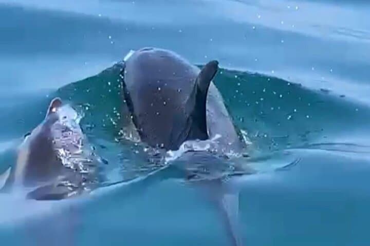 Dolphin-Watching Adventure in Setúbal: Sado Estuary Semi-Rigid Boat Tour photo 5