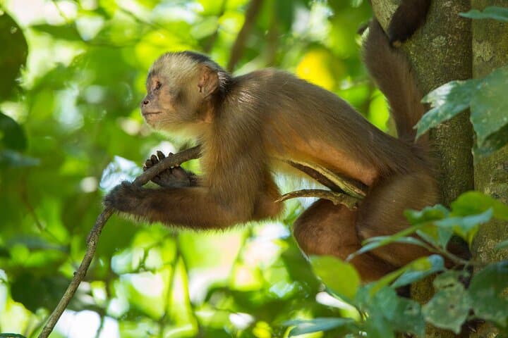 Eco Jungle: 2-Day Amazon Lodge Experience in Tambopata photo 4