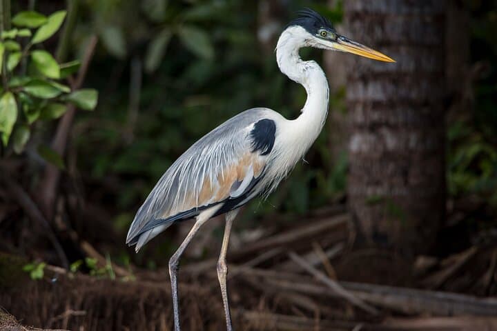 Eco Jungle: 2-Day Amazon Lodge Experience in Tambopata photo 6