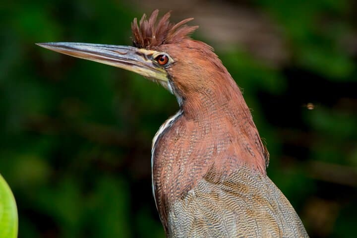Eco Jungle: 2-Day Amazon Lodge Experience in Tambopata photo 5