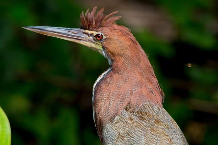 Amazon Jungle Eco Adventure: 4-Day Monte Amazonico Lodge Experience photo 6