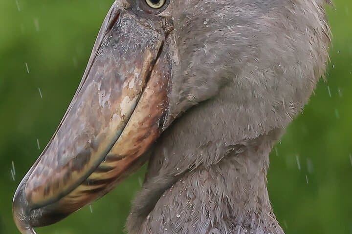 Mabamba Swamp Shoebill Safari: One-Day Birding from Entebbe photo 3