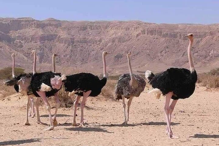 Erg Chigaga Desert Tour from Zagora — Overnight Sahara Camp and Camel Ride photo 2