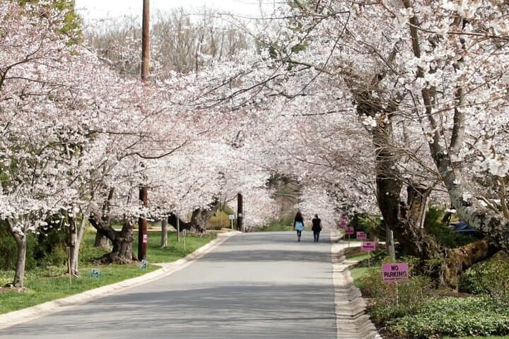 Kenwood Cherry Blossoms & Washington DC Iconic Landmarks Day Tour photo 2