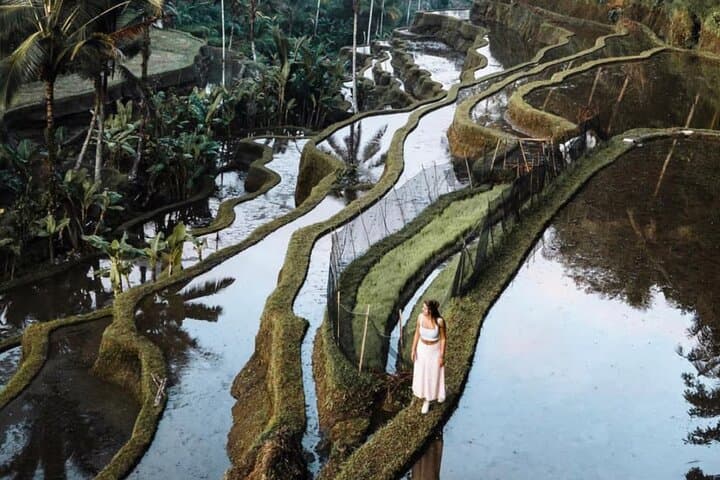 Ubud Half-Day: Monkey Forest, Tegalalang Rice Terraces & Tegenungan Waterfall photo 5
