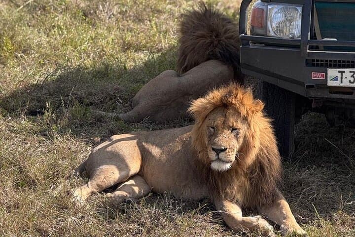 6-Day Private Serengeti Migration Safari from Arusha — Tarangire, Serengeti, Ngorongoro & Manyara