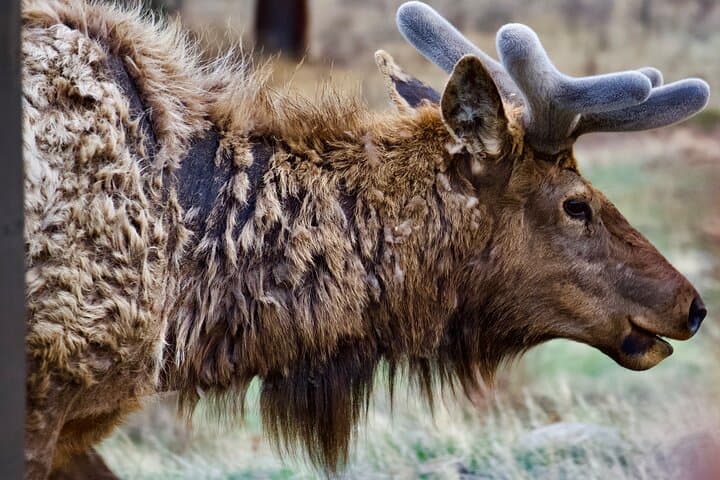 Moosin' Around: Wildlife Viewing in Rocky Mountain National Park photo 5