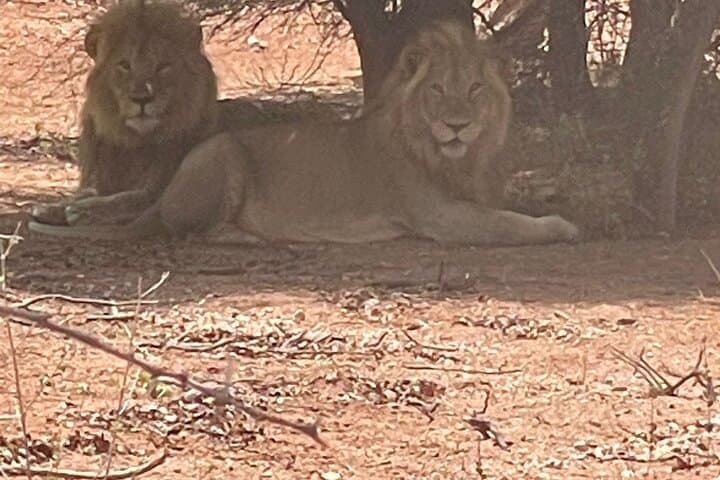 Luxury Kruger Safari: 6-Day Big Five & Panorama Route Experience photo 5