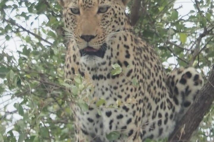 Luxury Kruger Safari: 6-Day Big Five & Panorama Route Experience photo 6