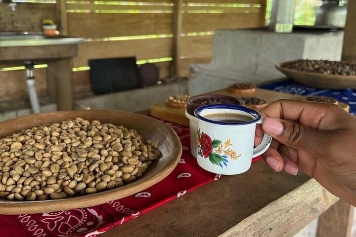 Sloth Discovery & Río Celeste: Coffee and Cacao Day Trip from Playa del Coco photo 5