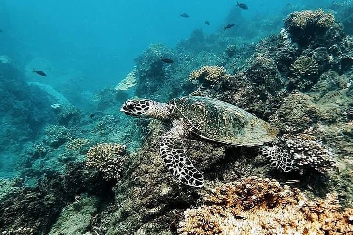 Discovery Scuba Diving at Caño Island: First Dive from Drake Bay photo 4