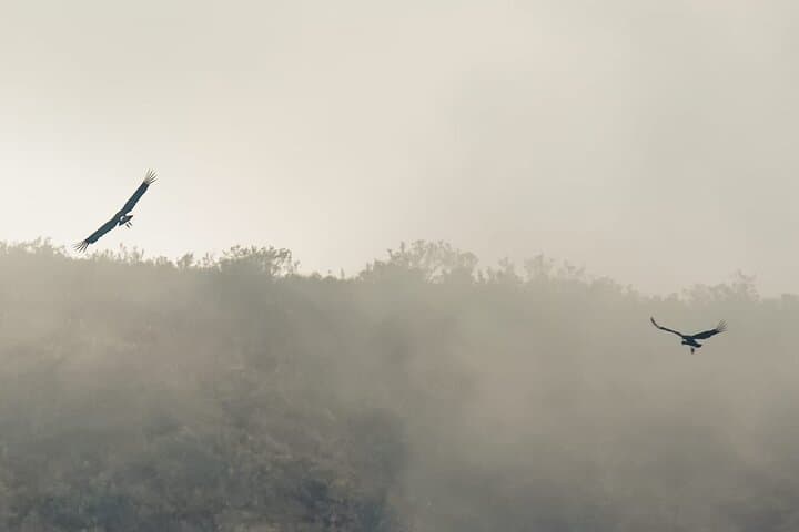 Antisana Volcano Condor Watching: Private Andes Birding Experience from Quito photo 2