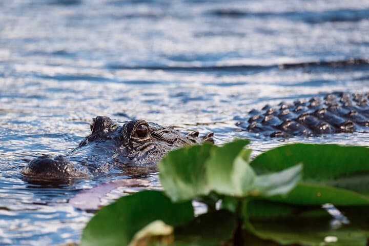 Everglades Airboat Adventure from Miami with Bayside Roundtrip Transfer photo 3