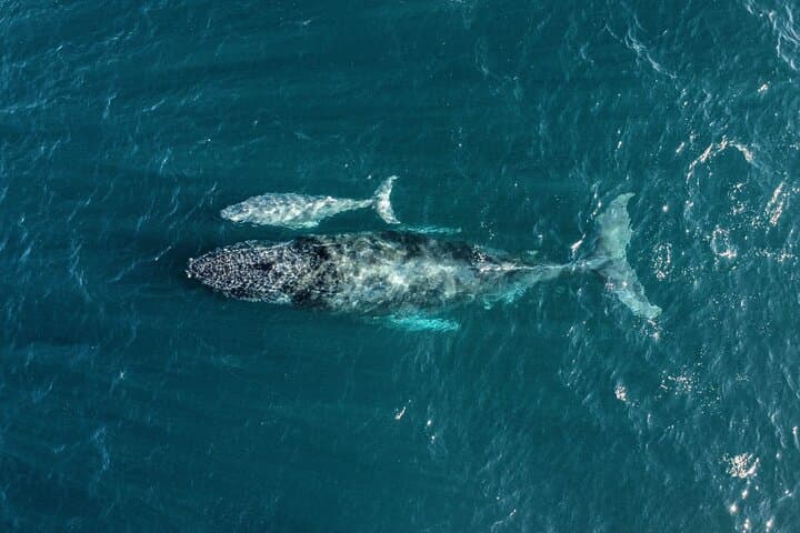 Exclusive Los Cabos Whale Watching Aboard the Aura Sailing Boat