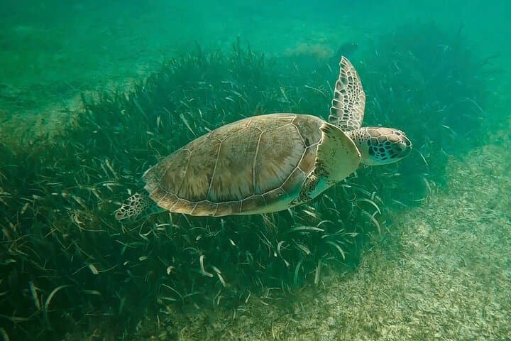 Akumal Sea Turtles & Two Cenotes: Private Snorkel and Cavern Swim
