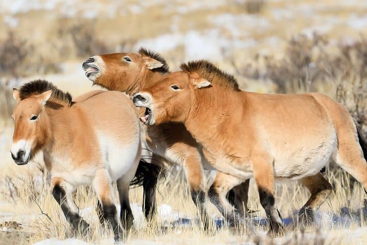 Khustai & Terelj Two-Day Wild Horse Safari from Ulaanbaatar