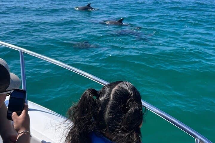 Dolphin Sightseeing & Shell Island Snorkel Tour — Panama City Beach Adventure photo 3