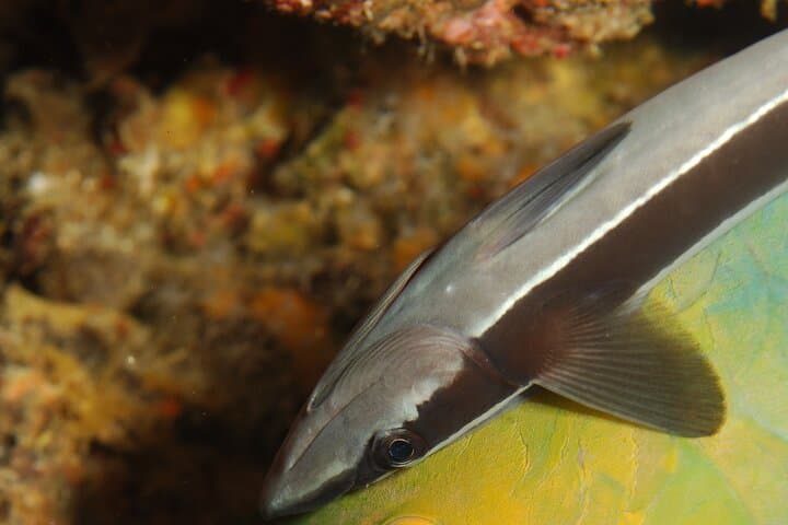 Half-Day Intro Scuba Dive at Koh Waeo, Phuket — 2 Beginner Dives photo 5