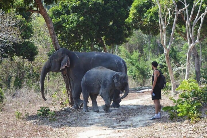 Phuket Ethical Elephant Sanctuary: Half-Day Nature Walk and Care Experience photo 5