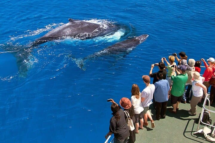 Full-Day Whale Watching and Cayo Levantado (Bacardi Island) from Punta Cana photo 2