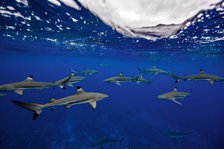 Private Boat Tours on Moorea Lagoon: Snorkel Turtles, Rays & Tropical Fish photo 6