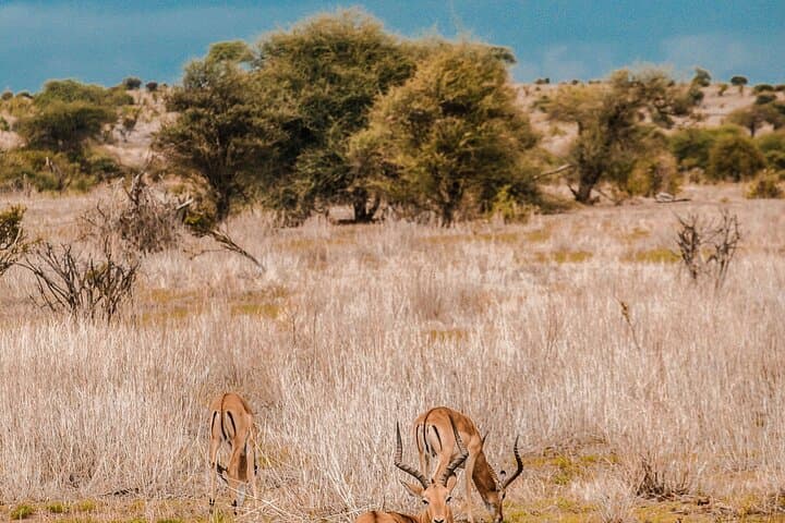 Sunset Game Drive on the Zambezi at Mosi-oa-Tunya photo 6