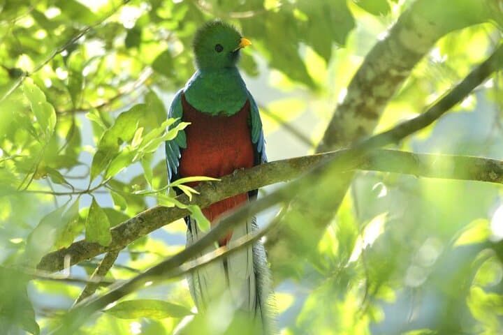 Quetzal Quest: Cloud-Forest Birdwatching from Santiago Atitlán photo 3