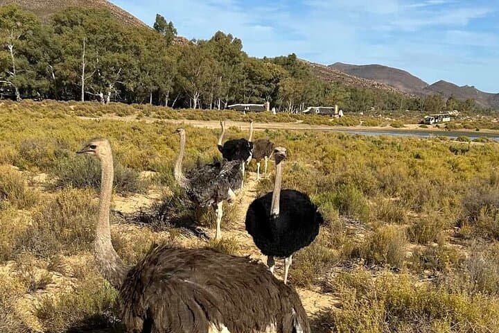 Aquila Sunrise Safari from Cape Town — Morning Game Drive, Breakfast & Return Transfer photo 4