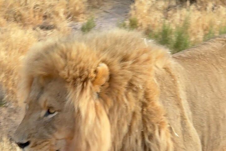 Aquila Sunrise Safari from Cape Town — Morning Game Drive, Breakfast & Return Transfer photo 6