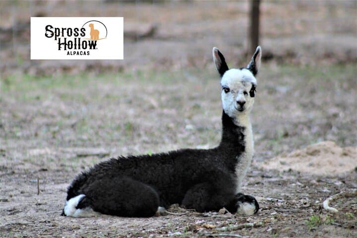 Alpaca Experience Tour at Spross Hollow Alpacas, Seguin TX photo 3