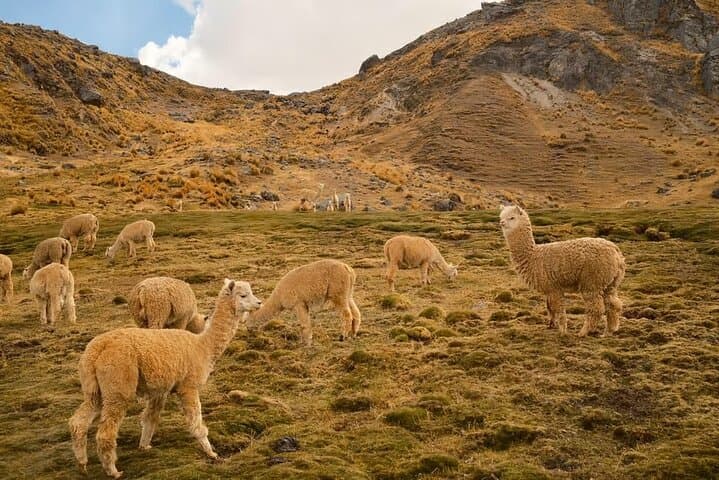Hike Ausangate’s 7 Lakes and Soak in Pacchanta: Full-Day Guided Trek from Cusco photo 6