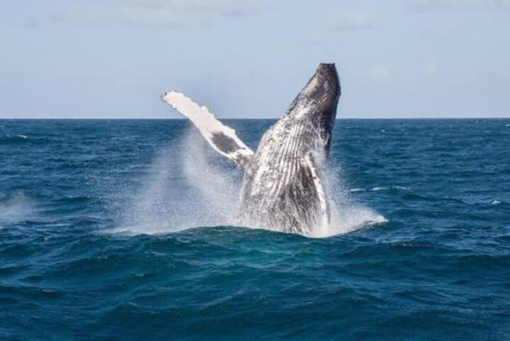 Punta Cana Whale Watching & El Limón Waterfall Adventure — Full-Day Catamaran Cruise and Waterfall Swim photo 3