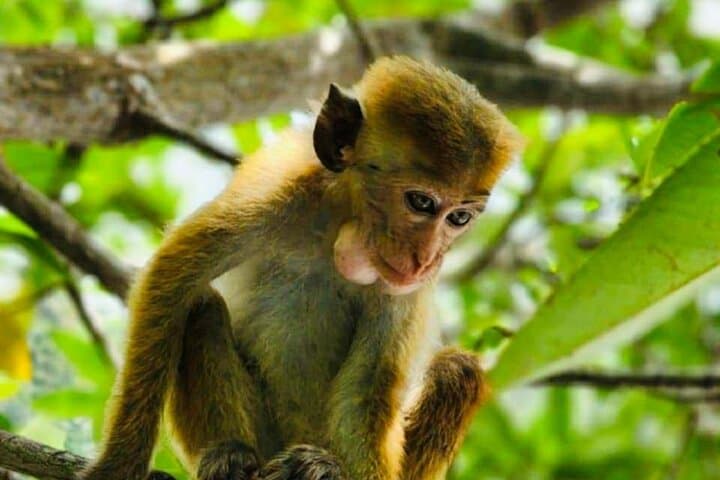 Koggala River Boat Safari — Monkeys, Mangroves & Cinnamon Gardens photo 4