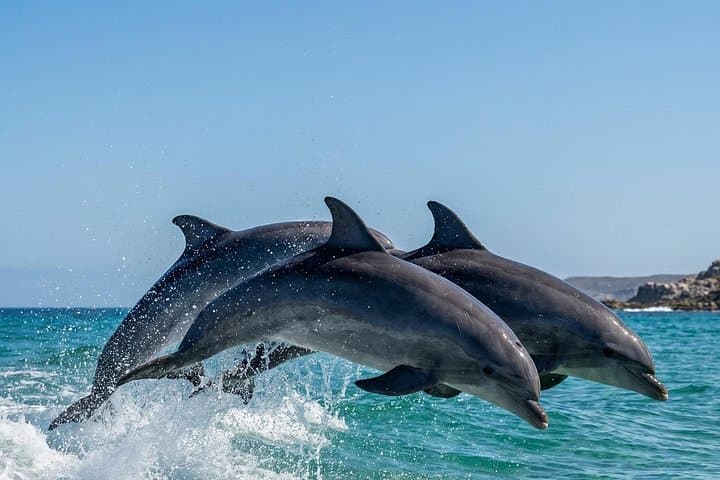Rakiraki Land-and-Sea Day Tour: Dolphins, Sandbanks & Snorkeling from Denarau