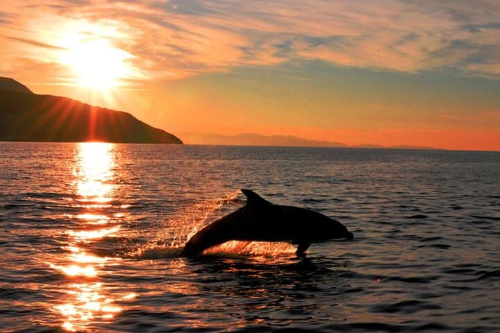 Sail Tavolara & Molara Marine Protected Area: Snorkel Molara's Pools and Enjoy an Aperitif photo 5
