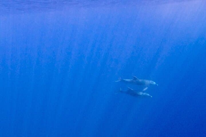 Sail Tavolara & Molara Marine Protected Area: Snorkel Molara's Pools and Enjoy an Aperitif photo 4