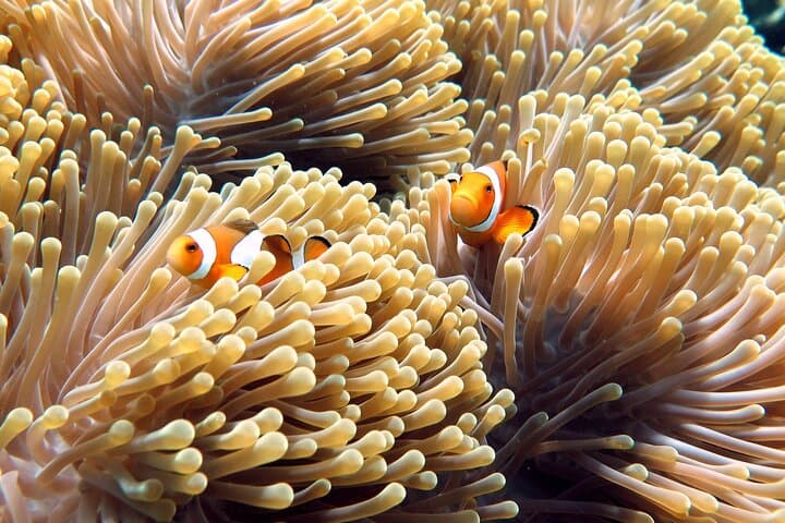 Similan Islands Speedboat Tour from Phuket: Snorkel White-Sand Beaches & Mermaid Photos photo 4